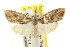  ( - CCDB-15812-G03)  @11 [ ] CreativeCommons - Attribution (2011) ANIC/CBG Photography Group Centre for Biodiversity Genomics