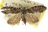  (Nola ochrosticha - CCDB-15812-G09)  @11 [ ] CreativeCommons - Attribution (2011) ANIC/CBG Photography Group Centre for Biodiversity Genomics
