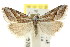  ( - CCDB-15812-H04)  @11 [ ] CreativeCommons - Attribution (2011) ANIC/CBG Photography Group Centre for Biodiversity Genomics