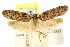  ( - CCDB-15814-A04)  @11 [ ] CreativeCommons - Attribution (2011) ANIC/CBG Photography Group Centre for Biodiversity Genomics