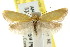  ( - CCDB-15814-H03)  @13 [ ] CreativeCommons - Attribution (2011) ANIC/CBG Photography Group Centre for Biodiversity Genomics