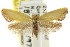  ( - CCDB-15814-H06)  @14 [ ] CreativeCommons - Attribution (2011) ANIC/CBG Photography Group Centre for Biodiversity Genomics