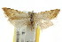  (Nola sp. ANIC13 - CCDB-15815-A01)  @11 [ ] CreativeCommons - Attribution (2011) ANIC/CBG Photography Group Centre for Biodiversity Genomics
