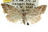  (Nola sp. ANIC4 - CCDB-15815-A02)  @12 [ ] CreativeCommons - Attribution (2011) ANIC/CBG Photography Group Centre for Biodiversity Genomics