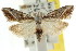  (Nola sp. ANIC15 - CCDB-15815-A03)  @11 [ ] CreativeCommons - Attribution (2011) ANIC/CBG Photography Group Centre for Biodiversity Genomics