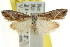  ( - CCDB-15815-A04)  @11 [ ] CreativeCommons - Attribution (2011) ANIC/CBG Photography Group Centre for Biodiversity Genomics