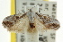  ( - CCDB-15815-A05)  @11 [ ] CreativeCommons - Attribution (2011) ANIC/CBG Photography Group Centre for Biodiversity Genomics