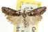  ( - CCDB-15815-A06)  @11 [ ] CreativeCommons - Attribution (2011) ANIC/CBG Photography Group Centre for Biodiversity Genomics