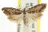 ( - CCDB-15815-A07)  @11 [ ] CreativeCommons - Attribution (2011) ANIC/CBG Photography Group Centre for Biodiversity Genomics