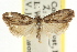  ( - CCDB-15815-A08)  @11 [ ] CreativeCommons - Attribution (2011) ANIC/CBG Photography Group Centre for Biodiversity Genomics