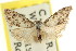  ( - CCDB-15815-A09)  @11 [ ] CreativeCommons - Attribution (2011) ANIC/CBG Photography Group Centre for Biodiversity Genomics