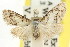  ( - CCDB-15815-A10)  @11 [ ] CreativeCommons - Attribution (2011) ANIC/CBG Photography Group Centre for Biodiversity Genomics