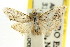  ( - CCDB-15815-A11)  @11 [ ] CreativeCommons - Attribution (2011) ANIC/CBG Photography Group Centre for Biodiversity Genomics