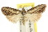  ( - CCDB-15815-A12)  @11 [ ] CreativeCommons - Attribution (2011) ANIC/CBG Photography Group Centre for Biodiversity Genomics