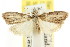  ( - CCDB-15815-B01)  @11 [ ] CreativeCommons - Attribution (2011) ANIC/CBG Photography Group Centre for Biodiversity Genomics