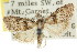 (Nola elaphropasta - CCDB-15815-B04)  @11 [ ] CreativeCommons - Attribution (2011) ANIC/CBG Photography Group Centre for Biodiversity Genomics