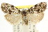  (Nola tetralopha - CCDB-15815-B11)  @15 [ ] CreativeCommons - Attribution (2011) ANIC/CBG Photography Group Centre for Biodiversity Genomics