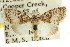  (Nola hyalospila - CCDB-15815-C02)  @13 [ ] CreativeCommons - Attribution (2011) ANIC/CBG Photography Group Centre for Biodiversity Genomics