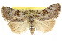 (Nola sp. ANIC16 - CCDB-15815-C09)  @14 [ ] CreativeCommons - Attribution (2011) ANIC/CBG Photography Group Centre for Biodiversity Genomics