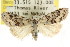  ( - CCDB-15815-D01)  @11 [ ] CreativeCommons - Attribution (2011) ANIC/CBG Photography Group Centre for Biodiversity Genomics