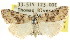  (Nola sp. ANIC7 - CCDB-15815-D02)  @14 [ ] CreativeCommons - Attribution (2011) ANIC/CBG Photography Group Centre for Biodiversity Genomics