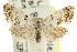  ( - CCDB-15815-E06)  @11 [ ] CreativeCommons - Attribution (2011) ANIC/CBG Photography Group Centre for Biodiversity Genomics