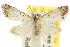  ( - CCDB-15815-E07)  @11 [ ] CreativeCommons - Attribution (2011) ANIC/CBG Photography Group Centre for Biodiversity Genomics