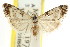  ( - CCDB-15815-E08)  @11 [ ] CreativeCommons - Attribution (2011) ANIC/CBG Photography Group Centre for Biodiversity Genomics