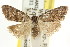  (Nola sp. ANIC18 - CCDB-15815-E09)  @11 [ ] CreativeCommons - Attribution (2011) ANIC/CBG Photography Group Centre for Biodiversity Genomics