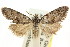  ( - CCDB-15815-E10)  @11 [ ] CreativeCommons - Attribution (2011) ANIC/CBG Photography Group Centre for Biodiversity Genomics