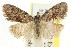  ( - CCDB-15815-E11)  @11 [ ] CreativeCommons - Attribution (2011) ANIC/CBG Photography Group Centre for Biodiversity Genomics