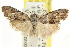  ( - CCDB-15815-E12)  @11 [ ] CreativeCommons - Attribution (2011) ANIC/CBG Photography Group Centre for Biodiversity Genomics