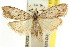  (Nola crucigera - CCDB-15815-F03)  @14 [ ] CreativeCommons - Attribution (2011) ANIC/CBG Photography Group Centre for Biodiversity Genomics