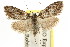  (Nola sp. ANIC19 - CCDB-15815-F08)  @15 [ ] CreativeCommons - Attribution (2011) ANIC/CBG Photography Group Centre for Biodiversity Genomics