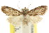  ( - CCDB-15815-G04)  @13 [ ] CreativeCommons - Attribution (2011) ANIC/CBG Photography Group Centre for Biodiversity Genomics