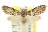  (Nola sp. ANIC21 - CCDB-15815-G05)  @14 [ ] CreativeCommons - Attribution (2011) ANIC/CBG Photography Group Centre for Biodiversity Genomics