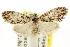  ( - CCDB-15815-G06)  @11 [ ] CreativeCommons - Attribution (2011) ANIC/CBG Photography Group Centre for Biodiversity Genomics