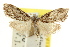  ( - CCDB-15815-G07)  @11 [ ] CreativeCommons - Attribution (2011) ANIC/CBG Photography Group Centre for Biodiversity Genomics