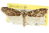  ( - CCDB-15815-G10)  @11 [ ] CreativeCommons - Attribution (2011) ANIC/CBG Photography Group Centre for Biodiversity Genomics