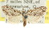  (Nola sp. ANIC23 - CCDB-15815-H01)  @12 [ ] CreativeCommons - Attribution (2011) ANIC/CBG Photography Group Centre for Biodiversity Genomics