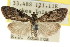  ( - CCDB-15815-H03)  @15 [ ] CreativeCommons - Attribution (2011) ANIC/CBG Photography Group Centre for Biodiversity Genomics