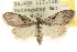  ( - CCDB-15815-H04)  @15 [ ] CreativeCommons - Attribution (2011) ANIC/CBG Photography Group Centre for Biodiversity Genomics