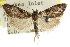  ( - CCDB-15815-H05)  @11 [ ] CreativeCommons - Attribution (2011) ANIC/CBG Photography Group Centre for Biodiversity Genomics