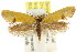  ( - CCDB-15816-A05)  @11 [ ] CreativeCommons - Attribution (2011) ANIC/CBG Photography Group Centre for Biodiversity Genomics