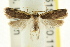 ( - CCDB-15816-D08)  @12 [ ] CreativeCommons - Attribution (2011) ANIC/CBG Photography Group Centre for Biodiversity Genomics
