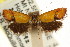  ( - CCDB-15816-D12)  @12 [ ] CreativeCommons - Attribution (2011) ANIC/CBG Photography Group Centre for Biodiversity Genomics