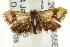  ( - CCDB-15816-E01)  @13 [ ] CreativeCommons - Attribution (2011) ANIC/CBG Photography Group Centre for Biodiversity Genomics