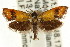  ( - CCDB-15816-E02)  @11 [ ] CreativeCommons - Attribution (2011) ANIC/CBG Photography Group Centre for Biodiversity Genomics