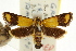  ( - CCDB-15816-E08)  @11 [ ] CreativeCommons - Attribution (2011) ANIC/CBG Photography Group Centre for Biodiversity Genomics