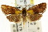  ( - CCDB-15816-E09)  @11 [ ] CreativeCommons - Attribution (2011) ANIC/CBG Photography Group Centre for Biodiversity Genomics